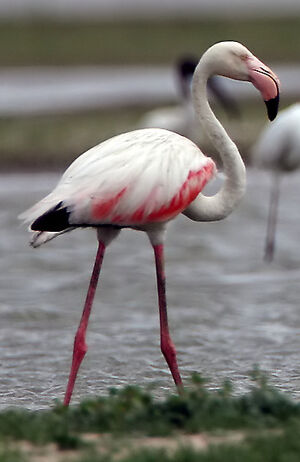 Flamant rose