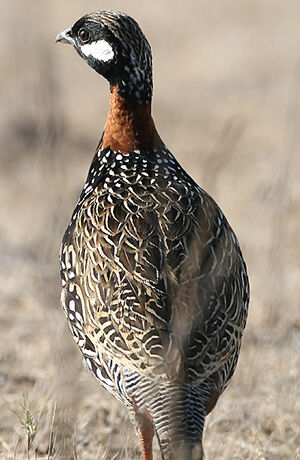 Francolin noir