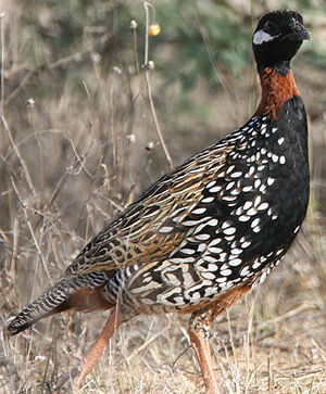 Francolin noir
