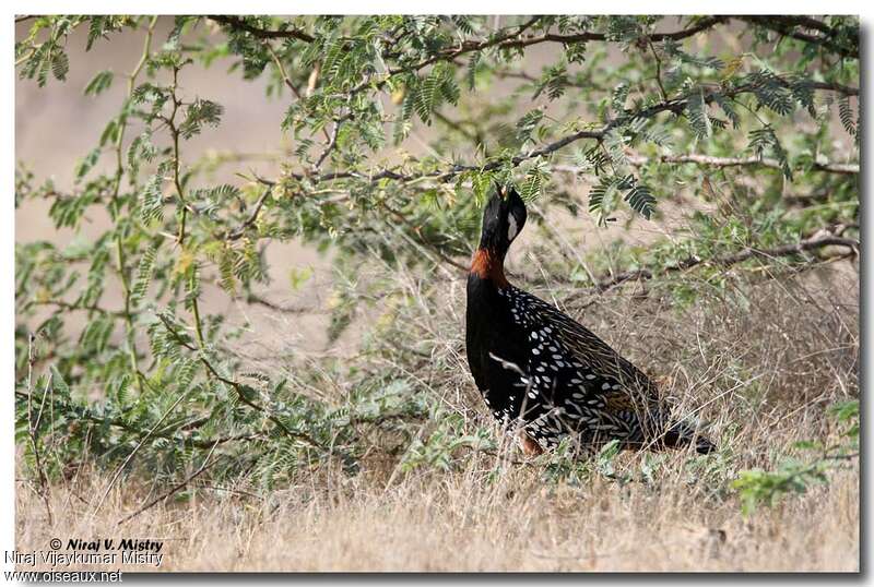 Black Francolin male adult, song