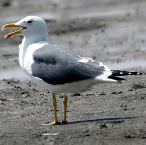 Heuglin's Gull