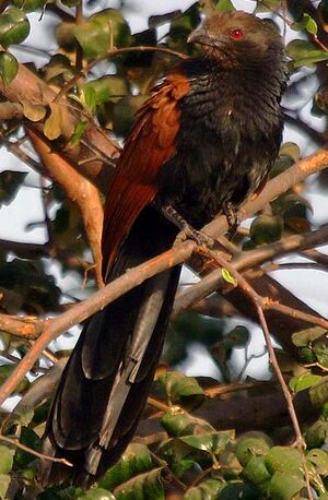 Grand Coucal