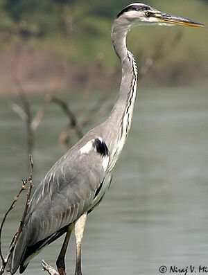 Grey Heron 
&copy; Niraj Vijaykumar Mistry