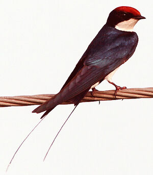 Hirondelle � longs brins