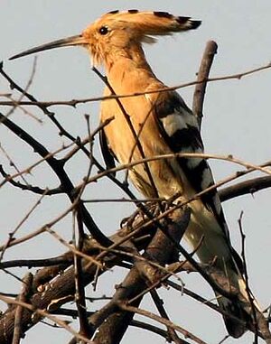 Huppe fasci�e 
&copy; Niraj Vijaykumar Mistry