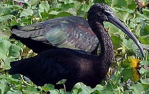 Ibis falcinelle 
&copy; Niraj Vijaykumar Mistry