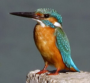 Common Kingfisher 
&copy; Niraj Vijaykumar Mistry