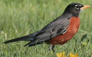 American Robin