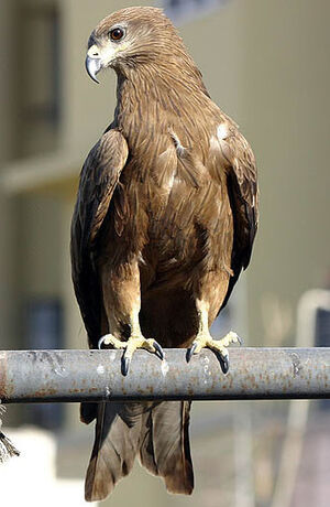 Black Kite