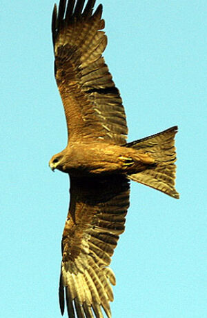 Black Kite