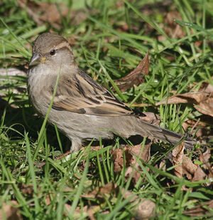 House Sparrow