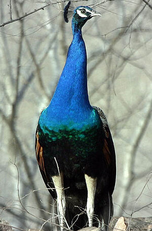 Paon bleu