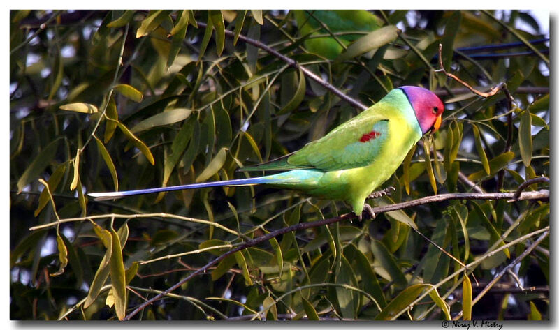 Plum-headed Parakeet male adult