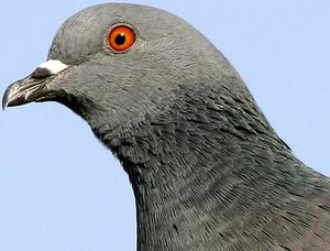 Pigeon biset