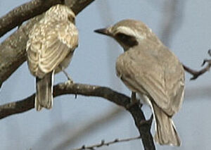 Common Woodshrike