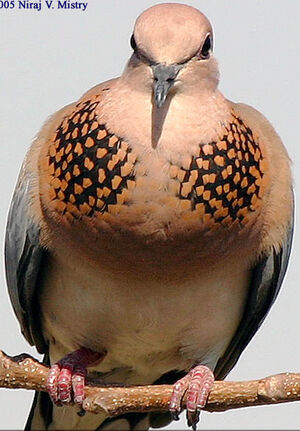 Laughing Dove