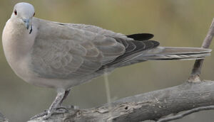 Eurasian Collared Dove 
&copy; Niraj Vijaykumar Mistry