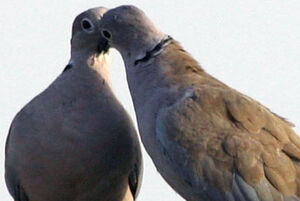 Eurasian Collared Dove 
&copy; Niraj Vijaykumar Mistry