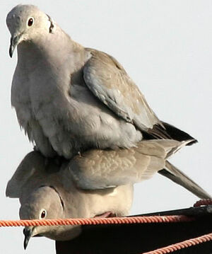 Eurasian Collared Dove 
&copy; Niraj Vijaykumar Mistry