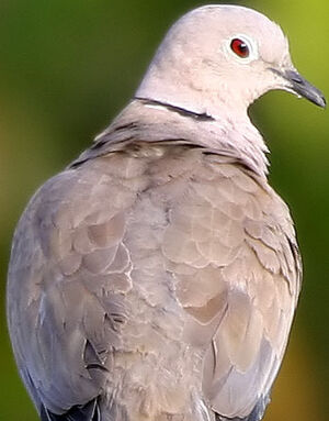Eurasian Collared Dove 
&copy; Niraj Vijaykumar Mistry
