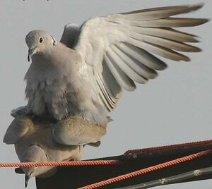 Eurasian Collared Dove 
&copy; Niraj Vijaykumar Mistry