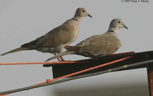 Eurasian Collared Dove 
&copy; Niraj Vijaykumar Mistry
