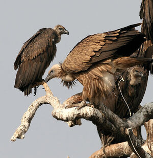 Griffon Vulture 
&copy; Niraj Vijaykumar Mistry
