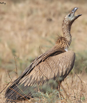 Griffon Vulture 
&copy; Niraj Vijaykumar Mistry