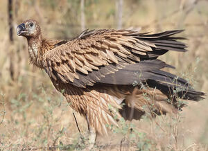 Griffon Vulture 
&copy; Niraj Vijaykumar Mistry