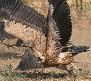 Griffon Vulture 
&copy; Niraj Vijaykumar Mistry