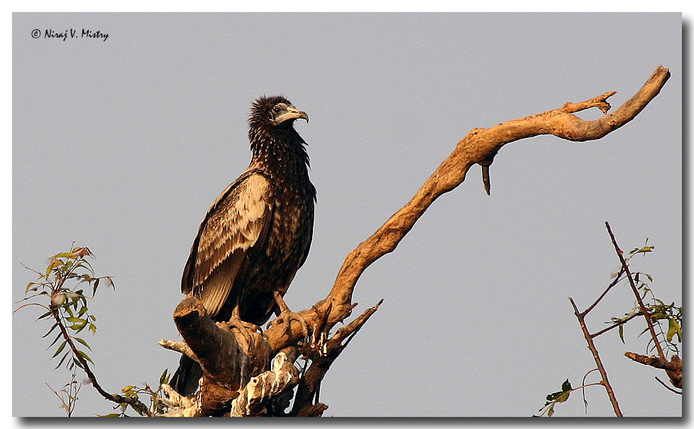 Vautour percnoptère - Neophron percnopterus