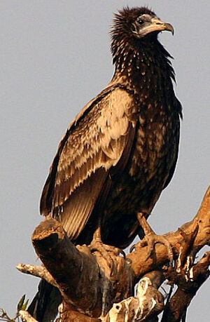 Egyptian Vulture 
&copy; Niraj Vijaykumar Mistry