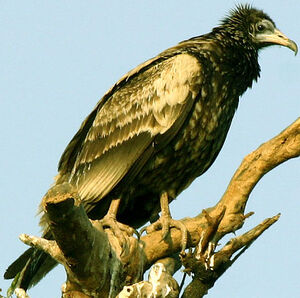 Egyptian Vulture 
&copy; Niraj Vijaykumar Mistry