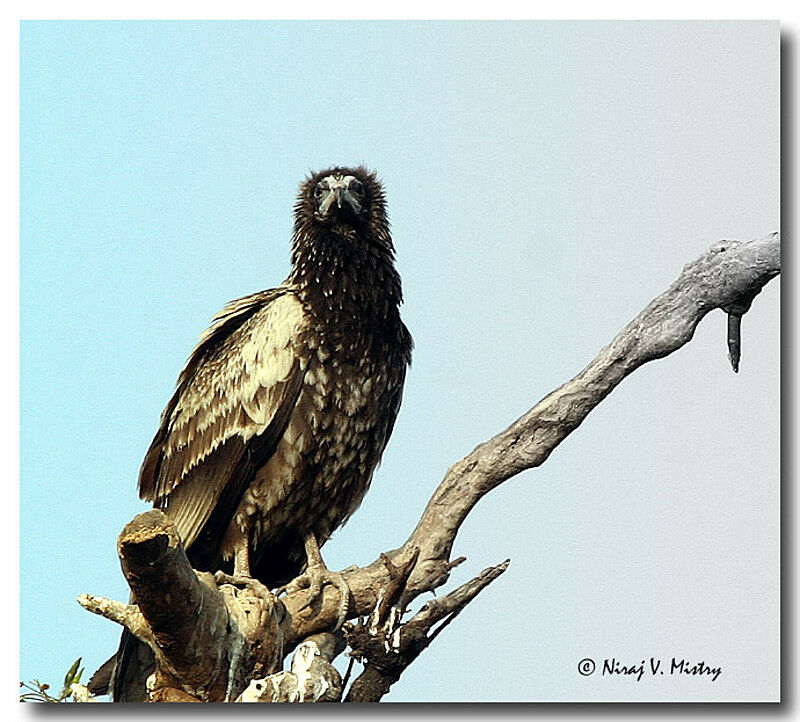 Vautour percnoptère - Neophron percnopterus