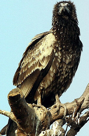 Egyptian Vulture 
&copy; Niraj Vijaykumar Mistry