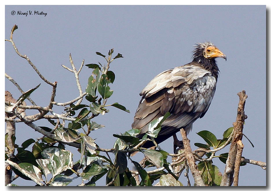 Vautour percnoptère - Neophron percnopterus