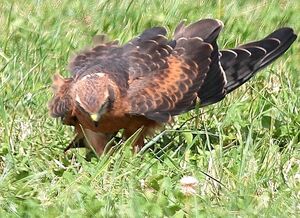 Montagu's Harrier