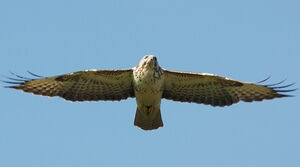Common Buzzard