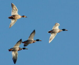 Mallard