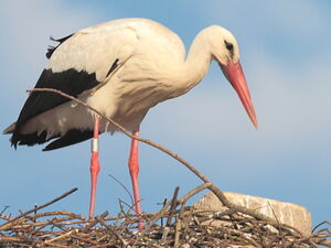 Cigogne blanche 
&copy; Norbert Veber