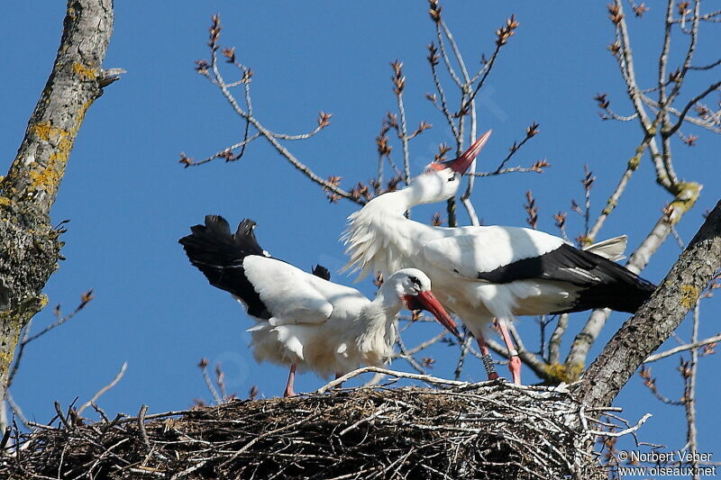 White Stork adult, Behaviour