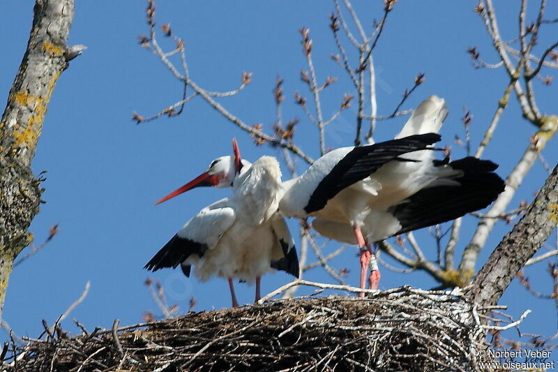 White Stork adult, Reproduction-nesting, Behaviour