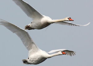 Cygne tuberculé