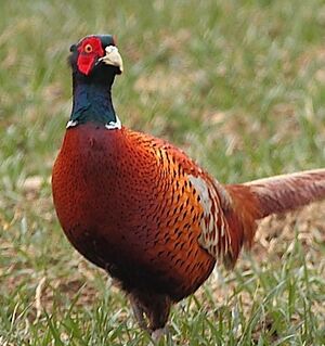 Common Pheasant