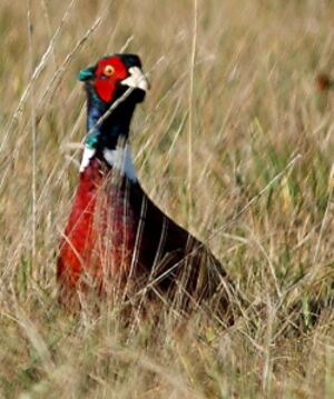 Common Pheasant