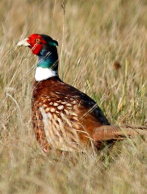 Common Pheasant