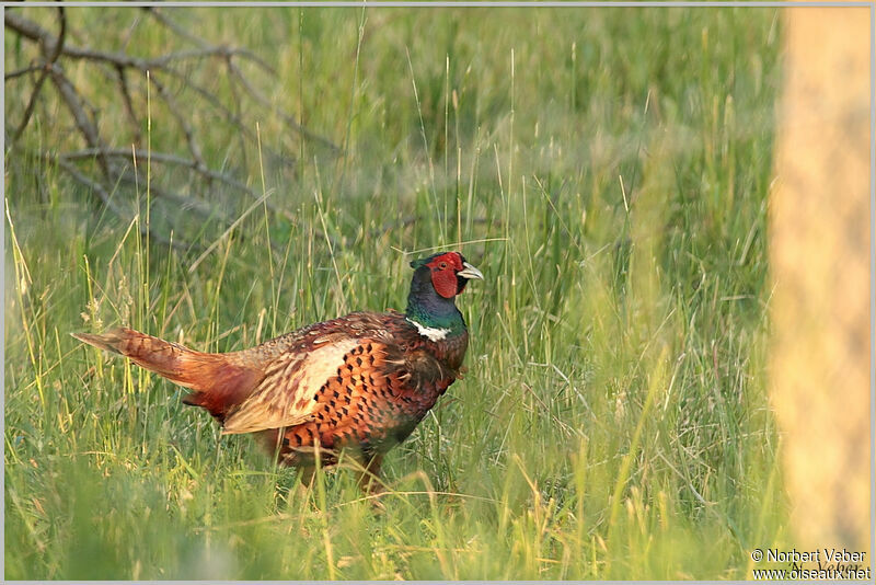 Common Pheasant male adult