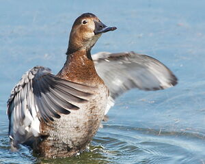 Common Pochard