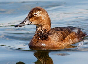Common Pochard