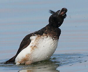 Tufted Duck